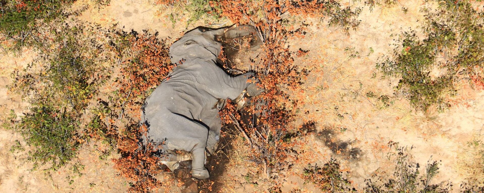 Elefantes muertos en Botsuana - Sputnik Mundo, 1920, 29.01.2021