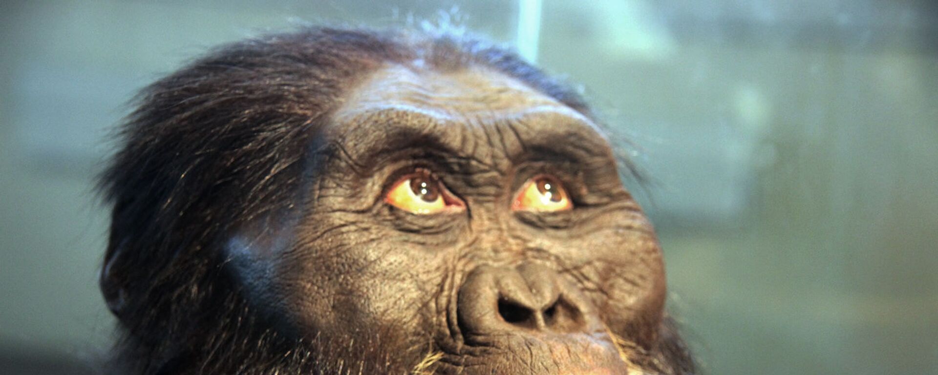 Un modelo de cabeza de un australopitecus afarensis - Sputnik Mundo, 1920, 01.02.2021