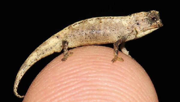 Un camaleón Brookesia nana - Sputnik Mundo