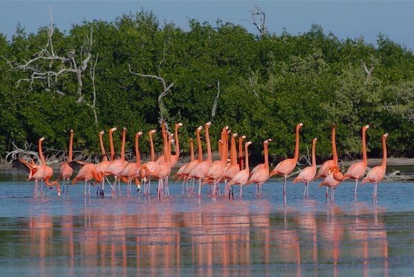 La península del Yucatán, en México, tiene unos imprescindibles humedales que constituyen el tercer aporte latinoamericano a la lista Ramsar. El 4 de julio de 1986 se incorporó el Ría Lagartos, un humedal de importancia, especialmente para la conservación de aves acuáticas. Por su biodiversidad, caracterizada por abundantes manglares y una muy amplia fauna (aves, reptiles y peces) marina, es considerada de extraordinaria riqueza. - Sputnik Mundo