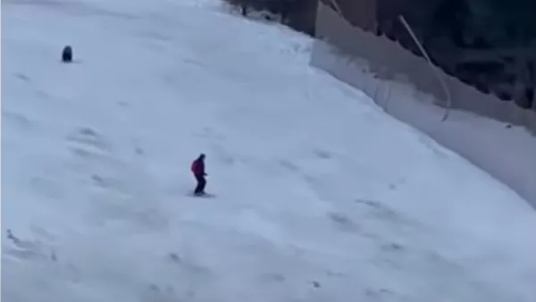 Como si esquiar no fuera peligroso, a este hombre lo persigue un oso - Sputnik Mundo
