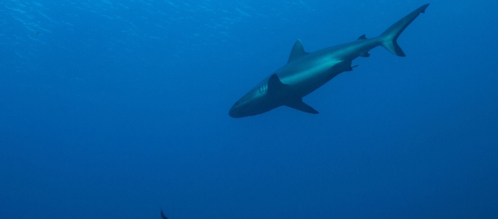 Un tiburón de arrecife de punta blanca - Sputnik Mundo, 1920, 03.02.2021