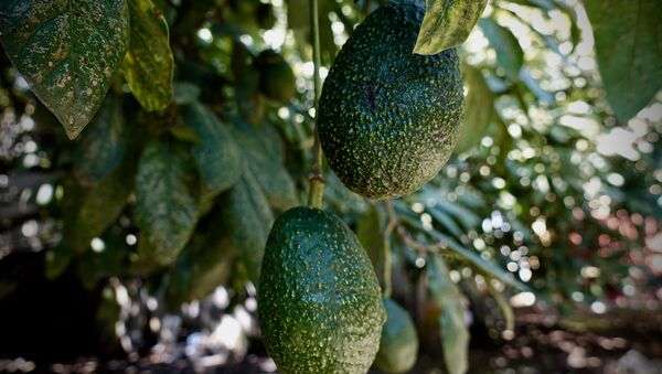 Planta de aguacate - Sputnik Mundo