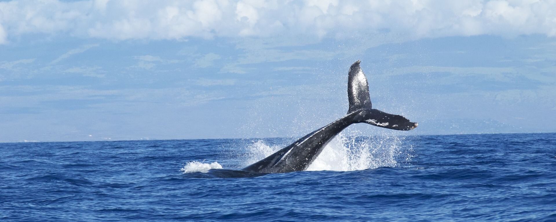 Una ballena (imagen referencial) - Sputnik Mundo, 1920, 09.09.2021