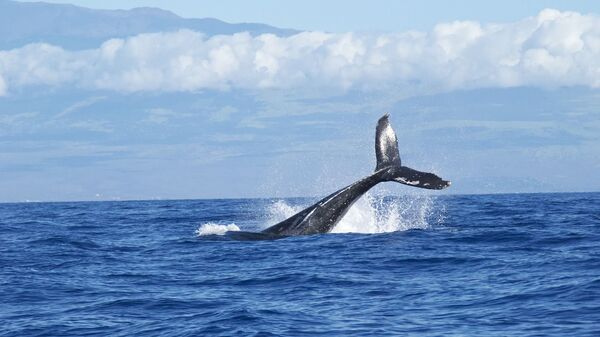 Una ballena (imagen referencial) - Sputnik Mundo