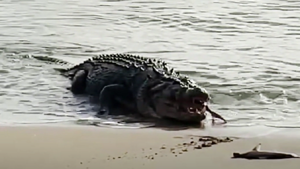 Un cocodrilo se traga a un tiburón en la ciudad de Cardwell, Queensland, Australia - Sputnik Mundo