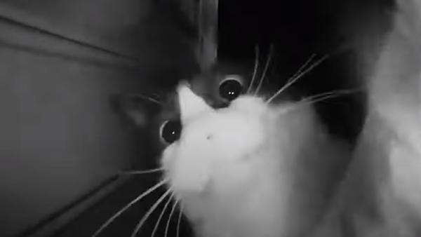 Un gato tocando el timbre  - Sputnik Mundo