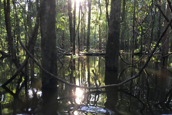 Reserva de Mamirauá (Brasil), espacio en el que investiga Michel André - Sputnik Mundo