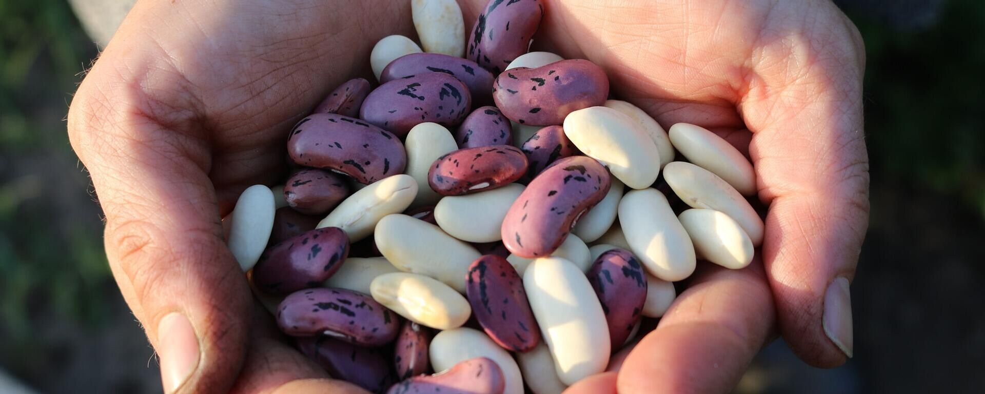 Legumbres (imagen referencial) - Sputnik Mundo, 1920, 11.02.2021