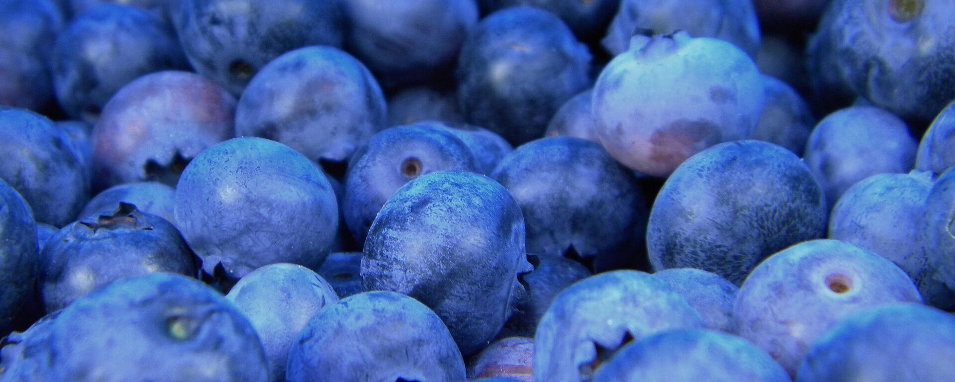 Arándanos - Sputnik Mundo, 1920, 11.02.2021