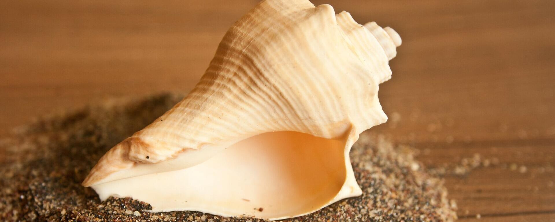 Una concha - Sputnik Mundo, 1920, 13.02.2021