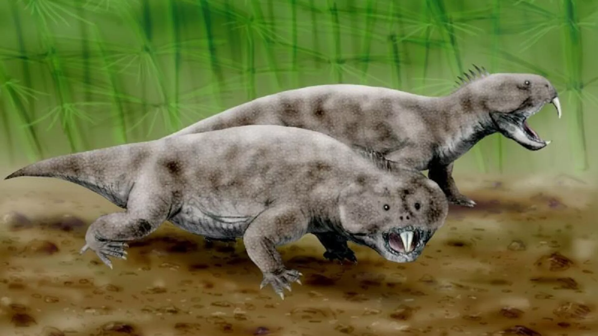 Hyperodapedon huxleyi (Paradapedon), un rincosaurio de finales del Triásico de la India Hyperodapedon huxleyi (Paradapedon), un rincosaurio de finales del Triásico de la India - Sputnik Mundo, 1920, 13.02.2021