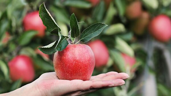 Una manzana - Sputnik Mundo