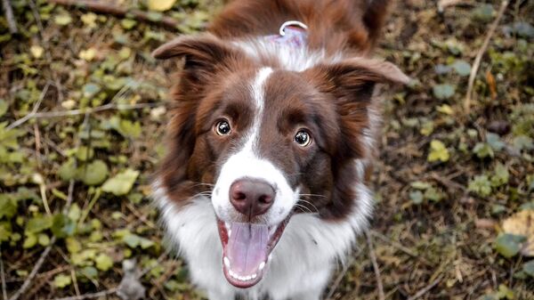 Un perro de la raza border collie, imagen ilustrativa - Sputnik Mundo