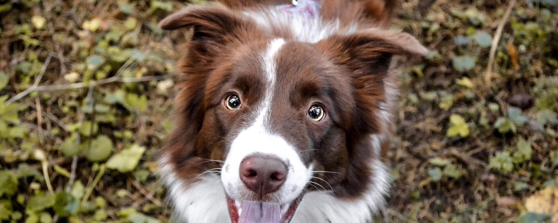 Un perro de la raza border collie, imagen ilustrativa - Sputnik Mundo, 1920, 15.02.2021