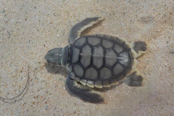 Una tortuga recién eclosionada varada en Costa Capricornio en Australia - Sputnik Mundo