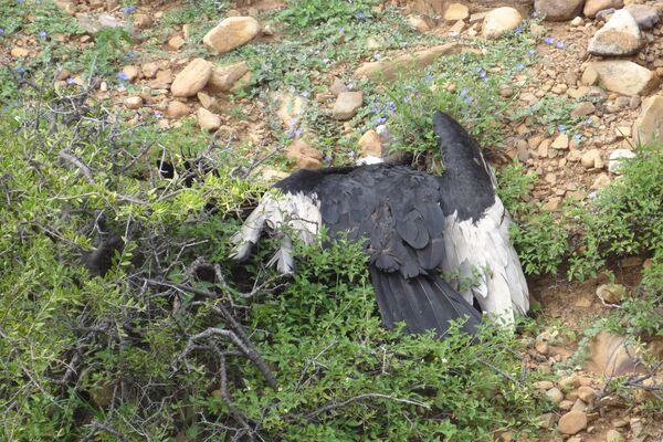 Uno de los cóndores que murieron envenenados - Sputnik Mundo