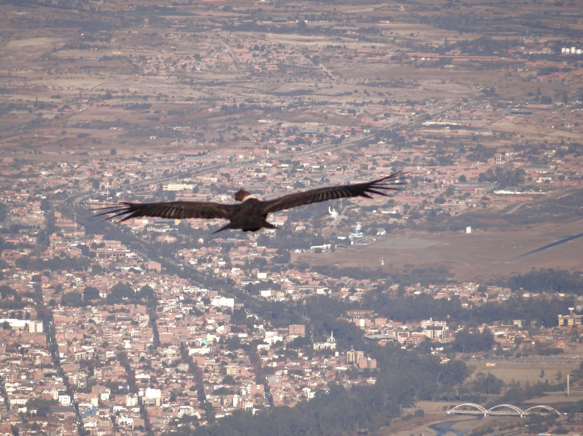 Un cóndor andino en vuelo - Sputnik Mundo, 1920, 19.02.2021