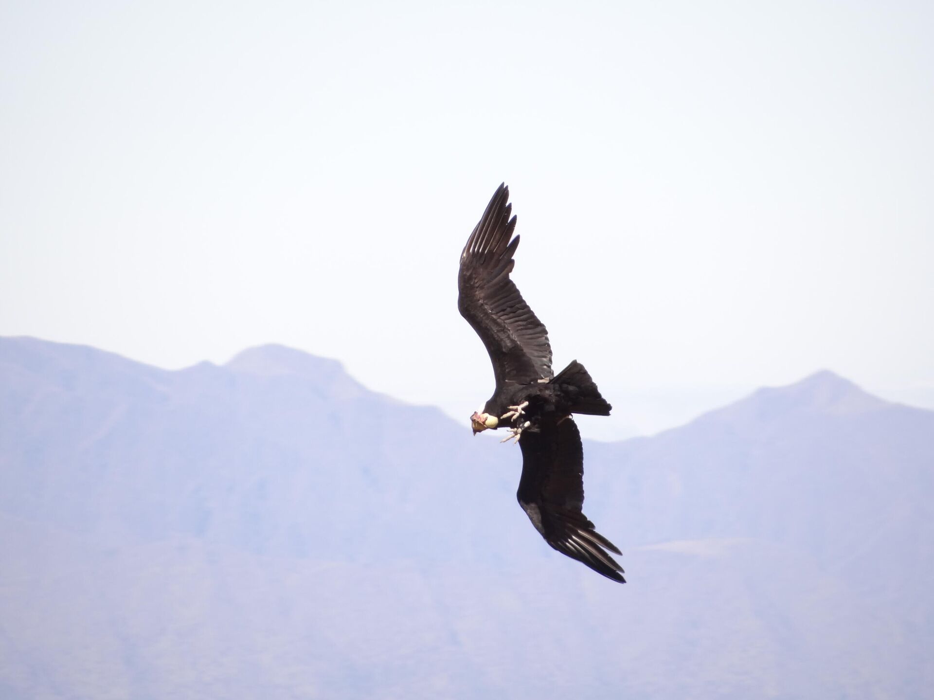 Un cóndor en vuelo - Sputnik Mundo, 1920, 19.02.2021