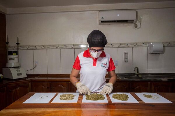 Una trabajadora de Yerbatera Hoja Verde - Sputnik Mundo