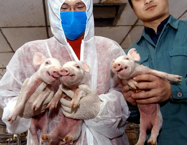 Los primeros cerdos clonados del mundo —Millie, Christa, Alexis, Carrel y Dotcom— debían ayudar a los científicos a obtener órganos para trasplantes humanos. Fisiológicamente, los cerdos son muy parecidos a los humanos; sufren las mismas enfermedades y se recuperan con los mismos medicamentos. Los primeros cerdos clonados del mundo —Millie, Christa, Alexis, Carrel y Dotcom— debían ayudar a los científicos a obtener órganos para trasplantes humanos. Fisiológicamente, los cerdos son muy parecidos a los humanos; sufren las mismas enfermedades y se recuperan con los mismos medicamentos. - Sputnik Mundo