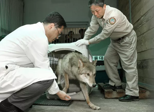 Los científicos surcoreanos clonaron en 2005 dos lobos en peligro de extinción. Los científicos surcoreanos clonaron en 2005 dos lobos en peligro de extinción. - Sputnik Mundo