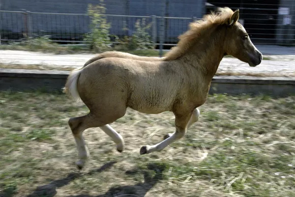 En 2003, el primer caballo clonado, Prometeo, nació en un laboratorio de tecnología reproductiva en Italia. Los científicos hicieron más de 300 intentos antes de conseguir cultivar el clon. En 2003, el primer caballo clonado, Prometeo, nació en un laboratorio de tecnología reproductiva en Italia. Los científicos hicieron más de 300 intentos antes de conseguir cultivar el clon. - Sputnik Mundo