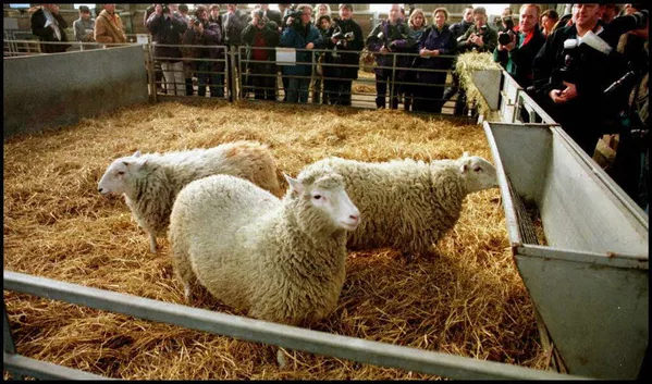 El primer animal clonado fue la famosa oveja Dolly, en 1996. El experimento se calificó como un gran avance comparable a la división de átomo. Dolly vivió seis años y medio y dio a luz a seis corderos. El primer animal clonado fue la famosa oveja Dolly, en 1996. El experimento se calificó como un gran avance comparable a la división de átomo. Dolly vivió seis años y medio y dio a luz a seis corderos. - Sputnik Mundo
