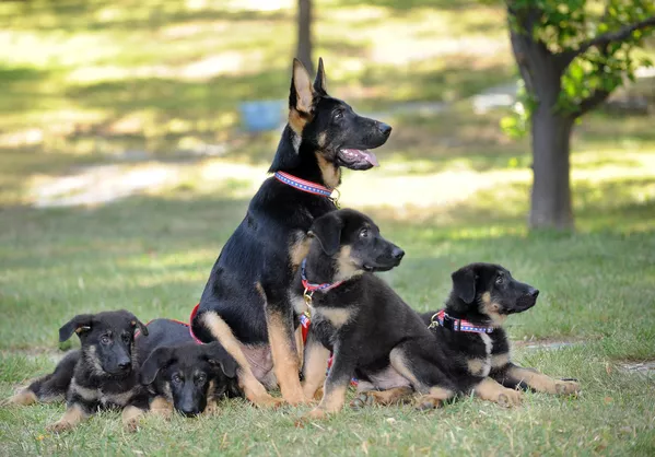 Un grupo de científicos clonó en 2009 al pastor alemán Trakr que rescató a las víctimas de la tragedia del 11 de septiembre de 2001 en Nueva York. El perro encontró al último humano superviviente bajo nueve metros de escombros de una de las torres gemelas. Un grupo de científicos clonó en 2009 al pastor alemán Trakr que rescató a las víctimas de la tragedia del 11 de septiembre de 2001 en Nueva York. El perro encontró al último humano superviviente bajo nueve metros de escombros de una de las torres gemelas. - Sputnik Mundo