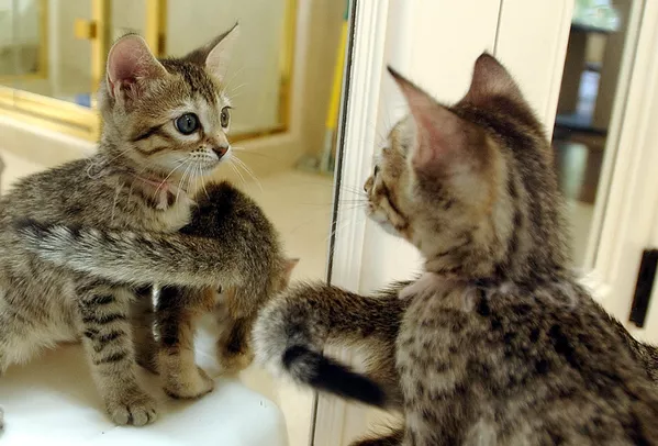 El primer gato clonado del mundo, llamado Copy Cat, nació en el estado norteamericano de Texas en 2001, y al cabo de unos años una empresa de San Francisco empezó a ofrecer copias de mascotas por 50.000 dólares. El primer gato clonado del mundo, llamado Copy Cat, nació en el estado norteamericano de Texas en 2001, y al cabo de unos años una empresa de San Francisco empezó a ofrecer copias de mascotas por 50.000 dólares. - Sputnik Mundo