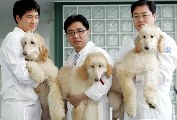 El cachorro de lebrel afgano Snuppy fue el primer perro clonado del mundo. Nació en Corea del Sur en 2005. En 2008, Snuppy participó en la primera cría exitosa conocida de perros clonados, de la que nacieron 10 cachorros. El cachorro de lebrel afgano Snuppy fue el primer perro clonado del mundo. Nació en Corea del Sur en 2005. En 2008, Snuppy participó en la primera cría exitosa conocida de perros clonados, de la que nacieron 10 cachorros. - Sputnik Mundo