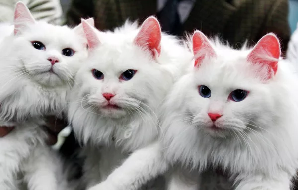 A mediados de la década del 2000, unos científicos surcoreanos clonaron unos gatos con genes alterados responsables de la producción de la proteína fluorescente. Los animales emitían un extraño resplandor bajo la luz ultravioleta. A mediados de la década del 2000, unos científicos surcoreanos clonaron unos gatos con genes alterados responsables de la producción de la proteína fluorescente. Los animales emitían un extraño resplandor bajo la luz ultravioleta. - Sputnik Mundo