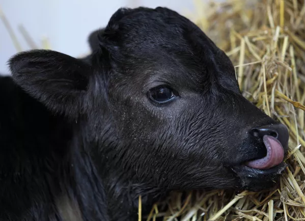 En 2010 nació el primer toro de lidia en España. Se llamó Got y pesó casi 25 kilos al nacer. En 2010 nació el primer toro de lidia en España. Se llamó Got y pesó casi 25 kilos al nacer. - Sputnik Mundo