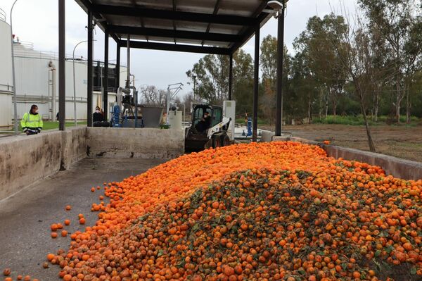Tratamiento de las naranjas en depuradora - Sputnik Mundo