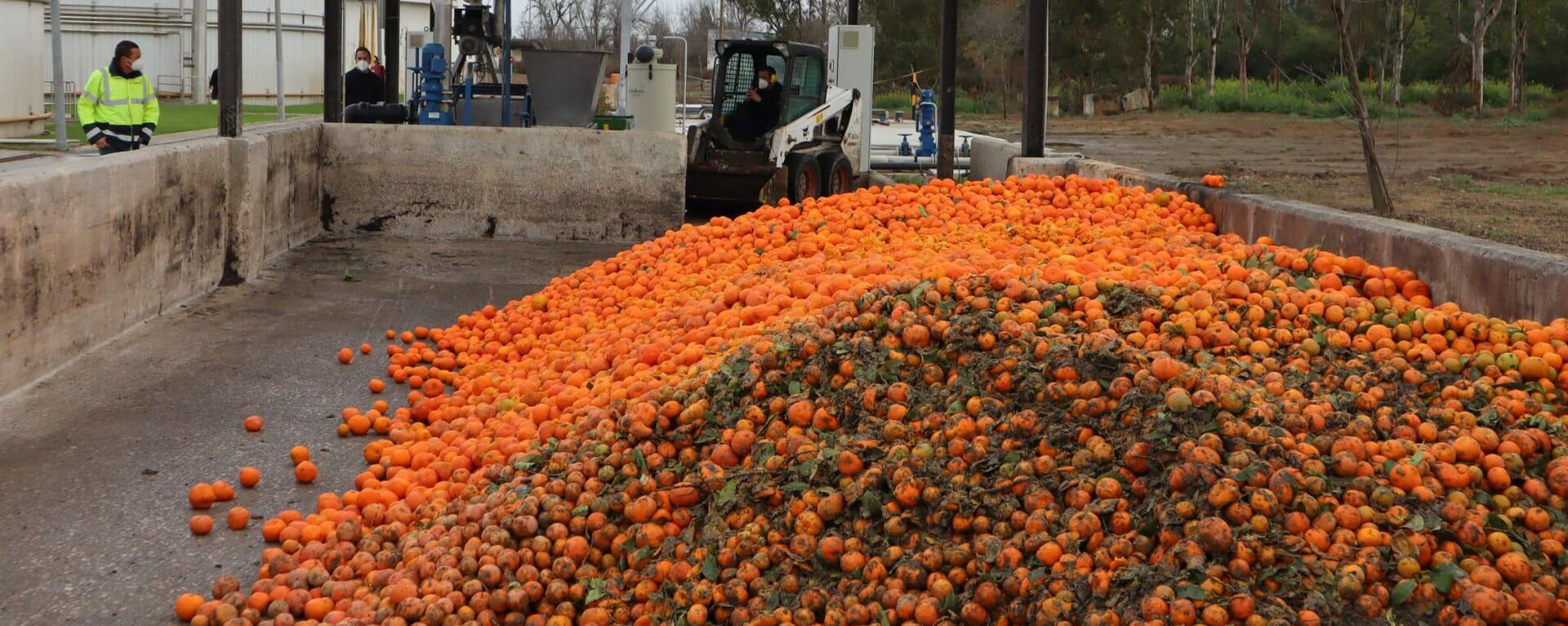 Tratamiento de las naranjas en depuradora - Sputnik Mundo, 1920, 24.02.2021