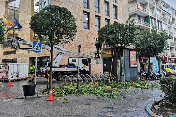 Recogida de naranjas en Sevilla - Sputnik Mundo