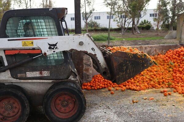 Tratamiento de las naranjas en depuradora - Sputnik Mundo