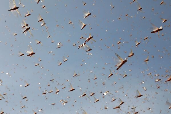 Las langostas del desierto vuelan cerca de la ciudad de Rumuruti (Kenia). - Sputnik Mundo