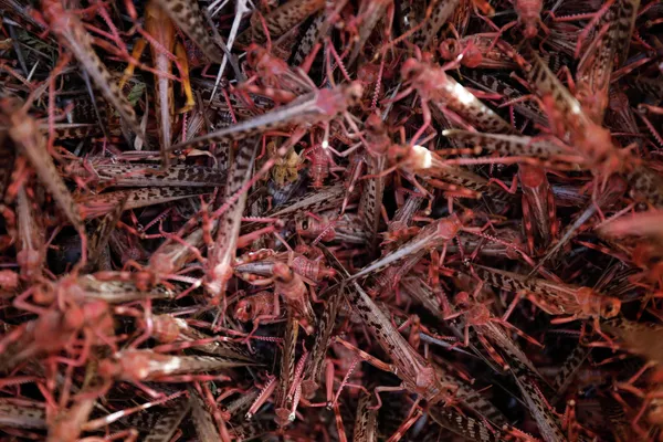Las langostas del desierto capturadas durante una cosecha son almacenadas en un saco cerca de la ciudad de Rumuruti (Kenia).
 - Sputnik Mundo