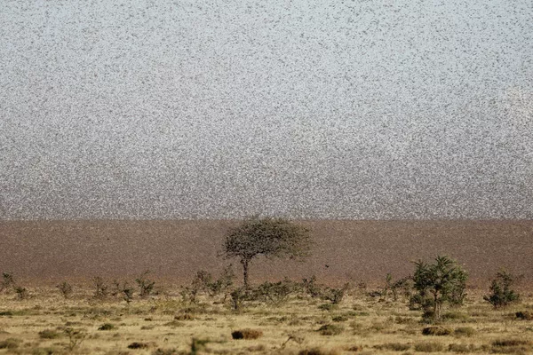 Un enjambre de langostas del desierto vuela cerca de la ciudad de Rumuruti (Kenia). - Sputnik Mundo