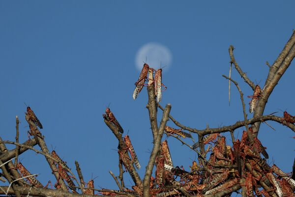 Las langostas del desierto se posan en las ramas de los árboles cerca de la ciudad de Nanyuki (Kenia).
 - Sputnik Mundo