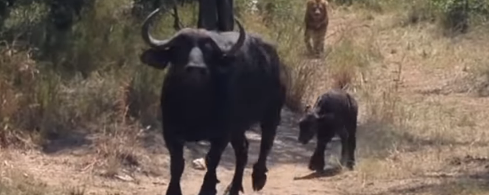 Un león persigue a una madre de un búfalo y a su cría - Sputnik Mundo, 1920, 24.02.2021