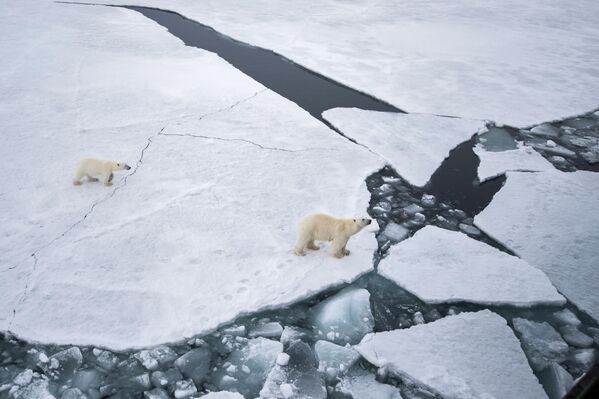 El oso polar maduro llega a pesar entre 350 a 540 kilogramos. En la foto: una hembra de oso blanco junto a su cría en la Tierra de Francisco José, en el mar de Barents. - Sputnik Mundo