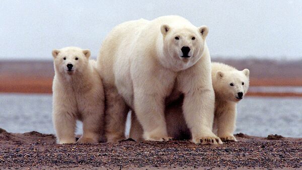 A polar bear keeping close to her young along the Beaufort Sea coast in the Arctic National Wildlife Refuge - Sputnik Mundo