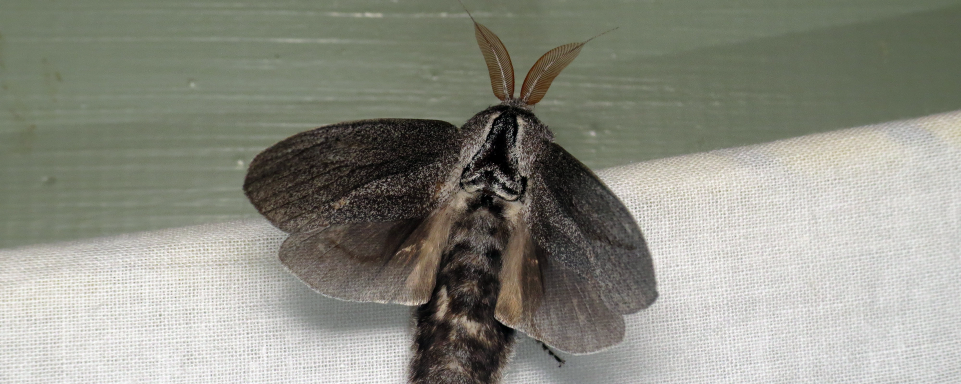 La gigantesca polilla de madera, foto de archivo - Sputnik Mundo, 1920, 25.02.2021