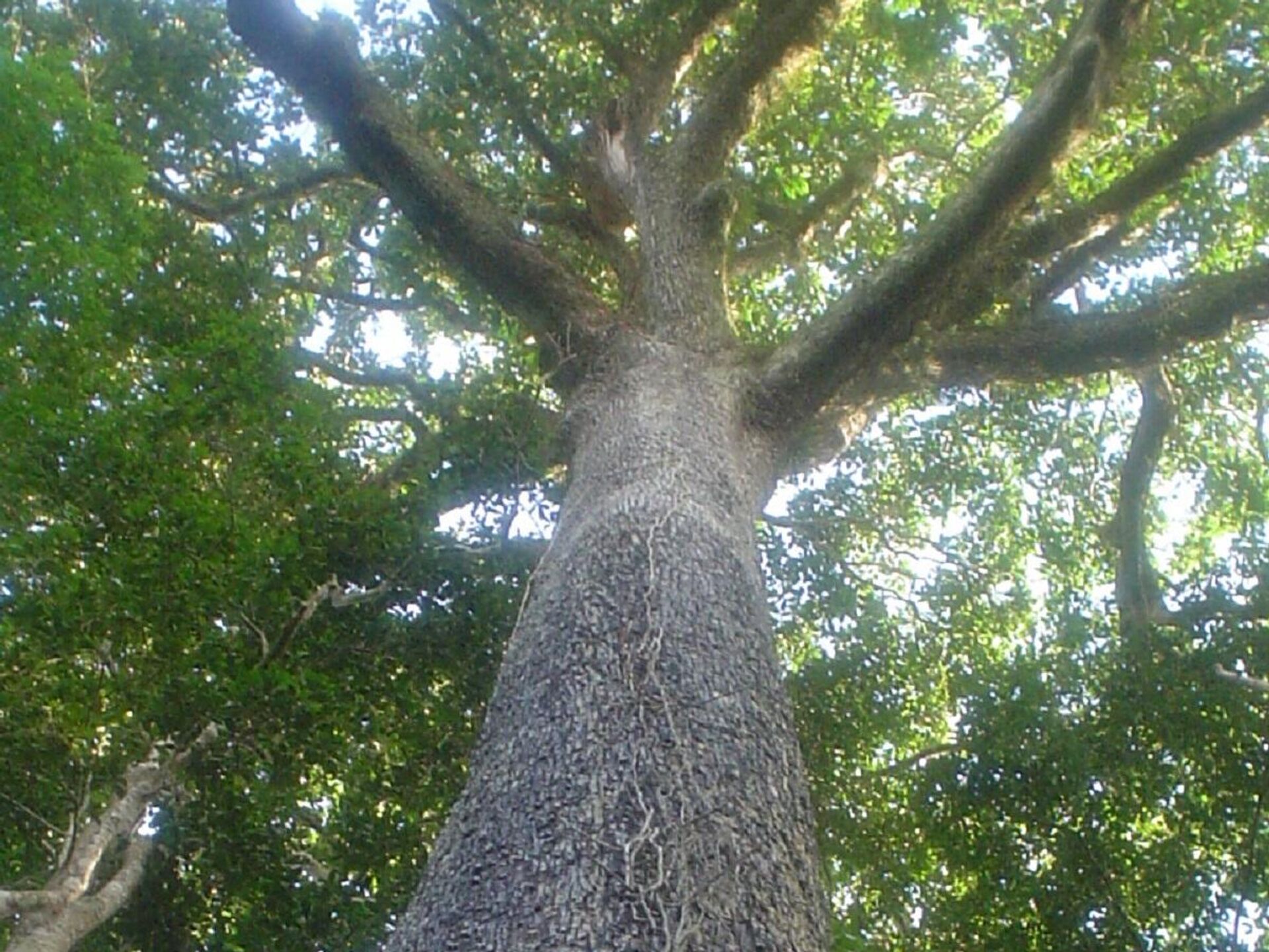 Árbol de castaña ('Bertholletia excelsa') - Sputnik Mundo, 1920, 26.02.2021