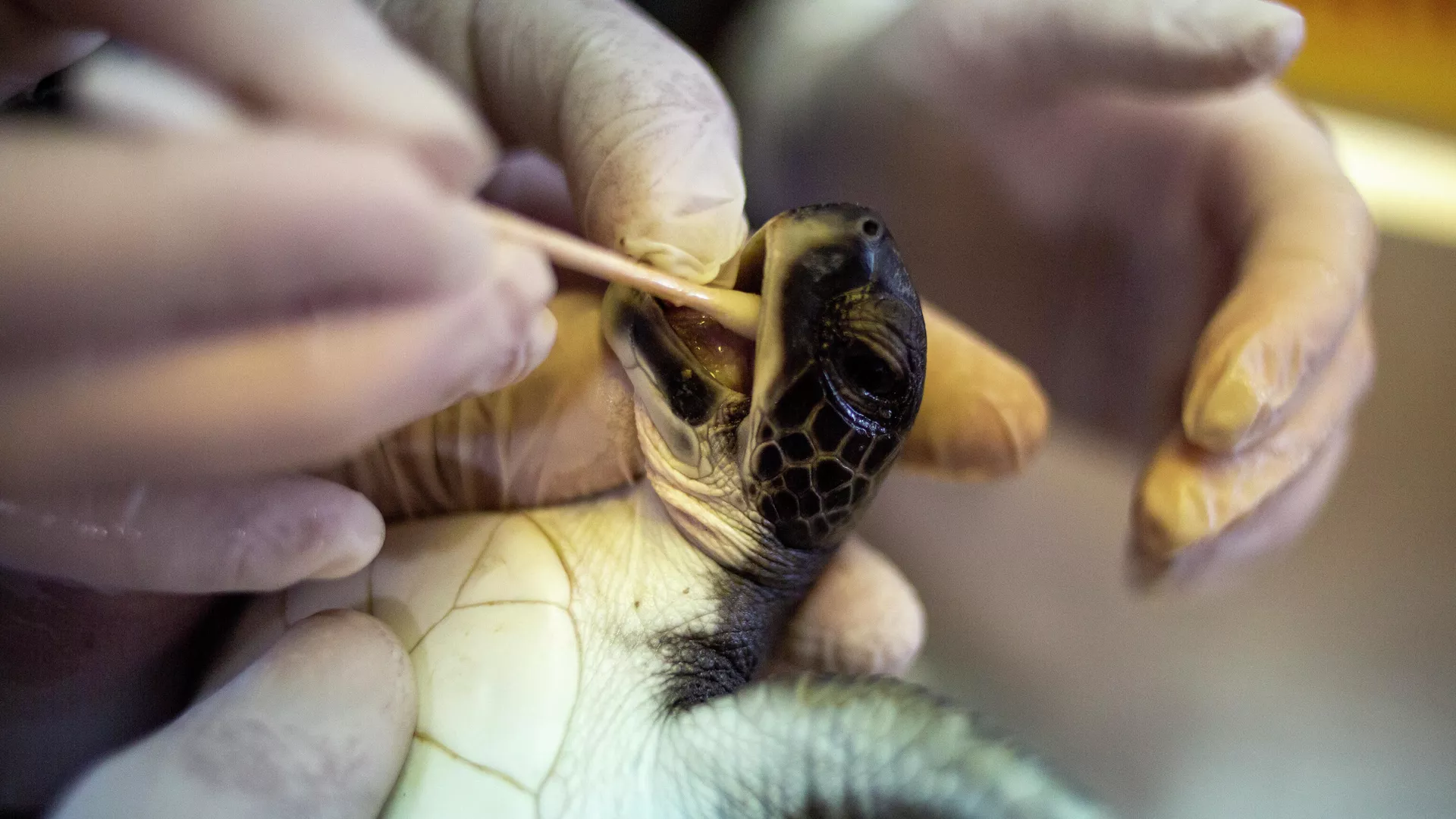 Rescatan a una tortuga cubierta de alquitrán en la costa del mar Mediterráneo en Israel