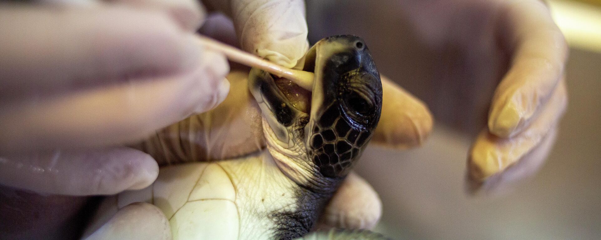 Rescatan a una tortuga cubierta de alquitrán en la costa del mar Mediterráneo en Israel - Sputnik Mundo, 1920, 26.02.2021