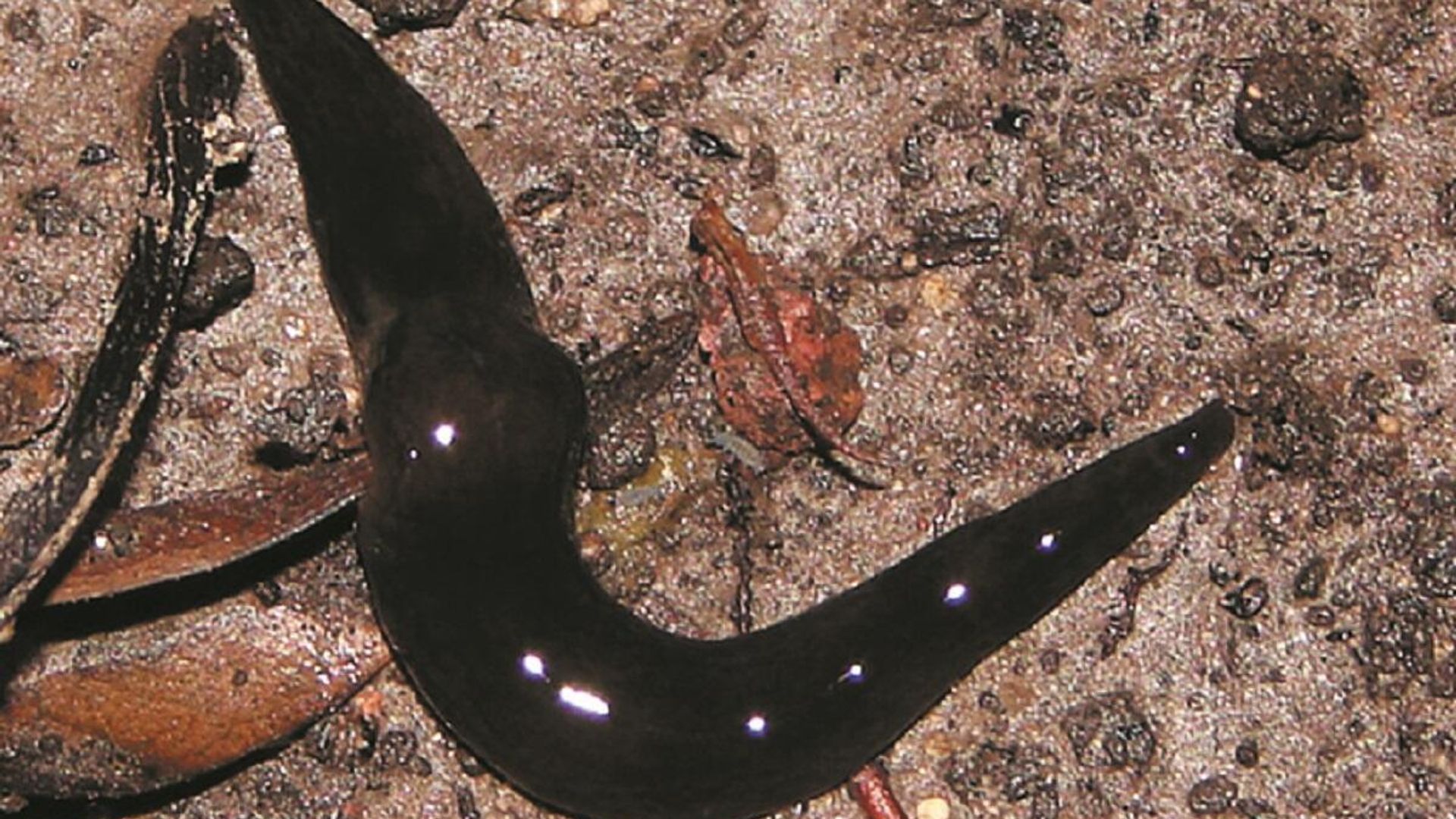 Gusano de la especie 'Obama nungara' Gusano de la especie 'Obama nungara' - Sputnik Mundo, 1920, 27.02.2021
