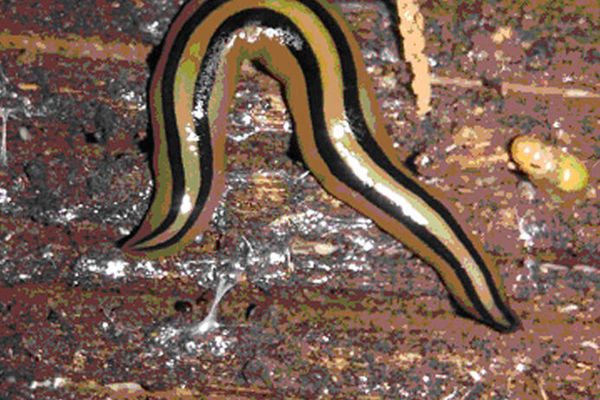 Especies invasoras halladas en Buenos Aires: 'Imbira flavonigra' Especies invasoras halladas en Buenos Aires: 'Imbira flavonigra' - Sputnik Mundo
